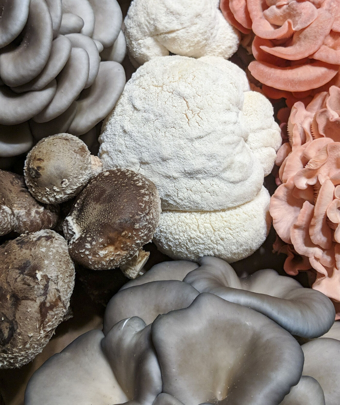 From the ground up: Specialty mushroom farm thrives indoors, outdoors